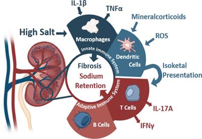 The link between immunity and hypertension in the kidney and heart